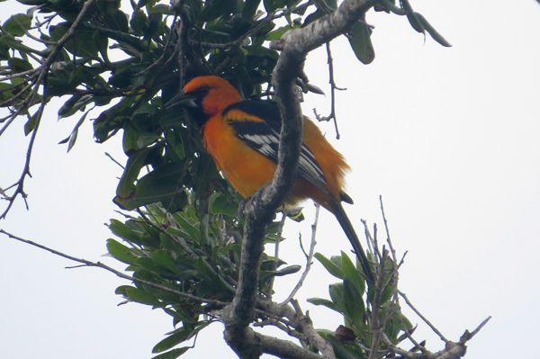 Altamira Oriole