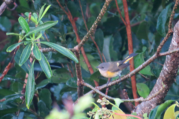 American Redstart