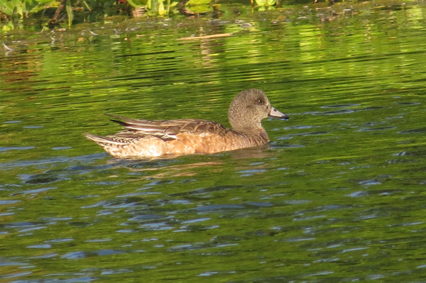 American Wigeon