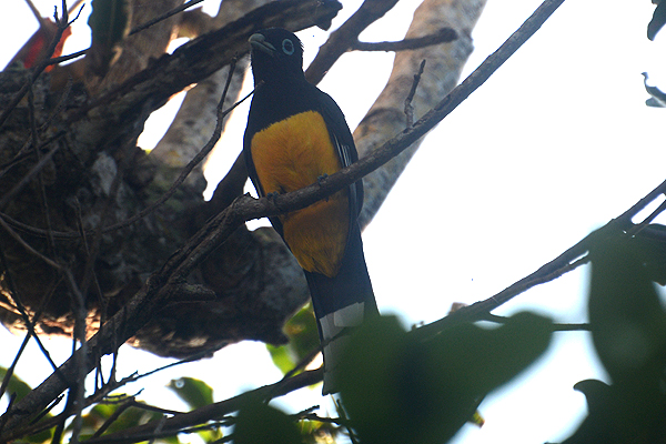 Black-headed Trogon