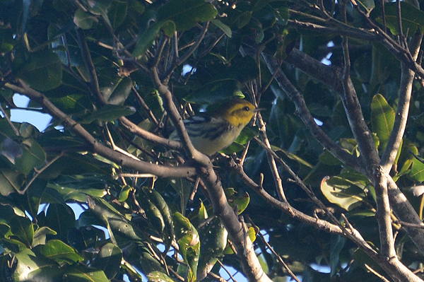 Black-throated Green Warbler