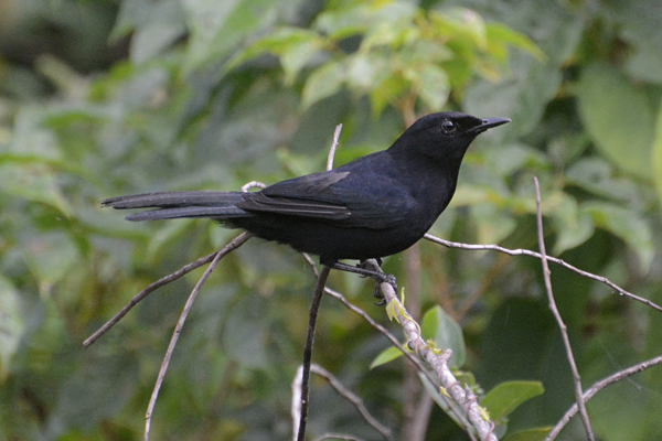 Black Catbird