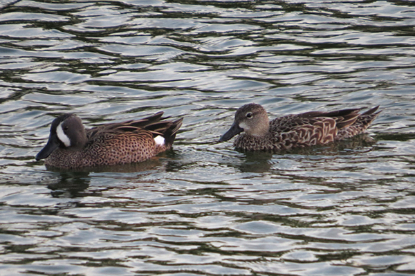 Blue-winged Teal