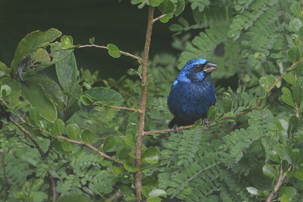 Blue Bunting