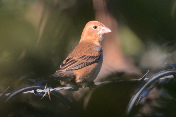 Blue Grosbeak