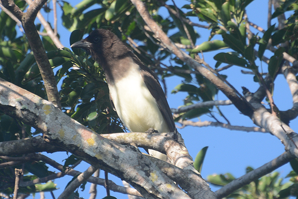 Brown Jay