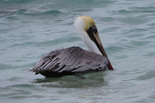 Brown Pelican