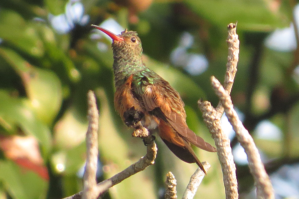 Buff-bellied Hummingbird