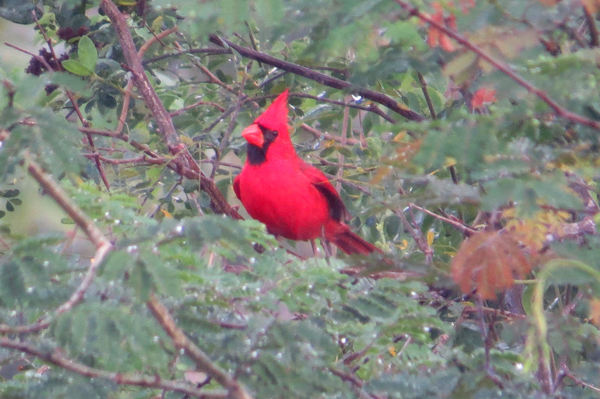 Cardinal