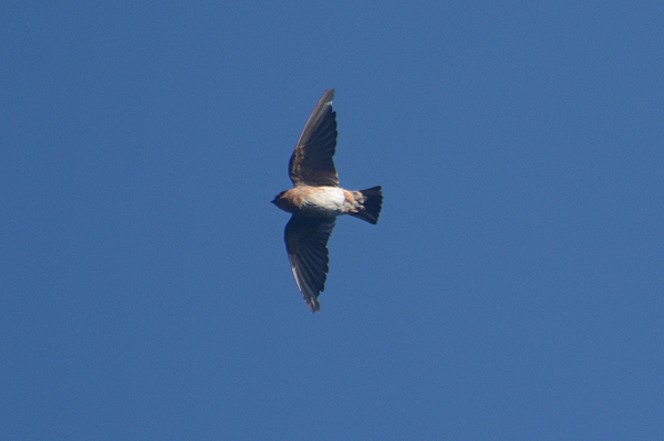 Cave Swallow