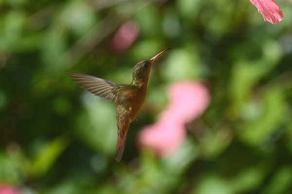 Cinnamon Hummingbird