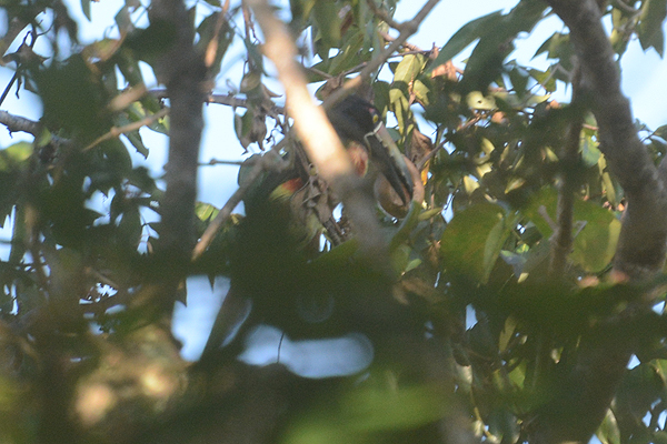 Collared Aracari