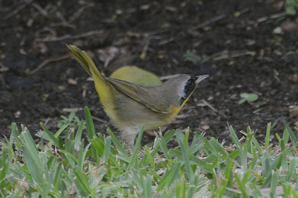 Common Yellowthroat