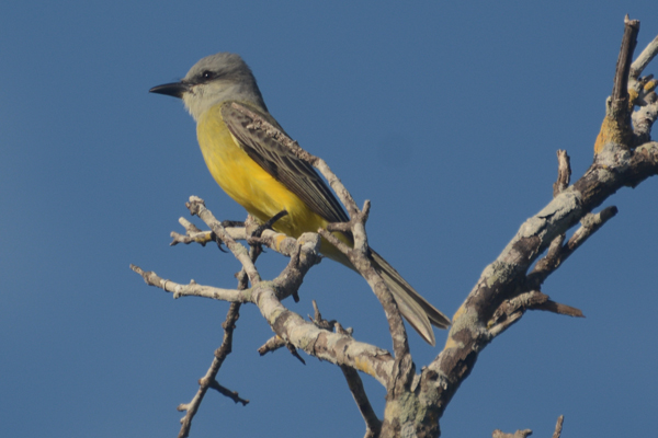 Couch's Kingbird