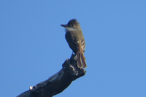 Dusky-capped Flycatcher