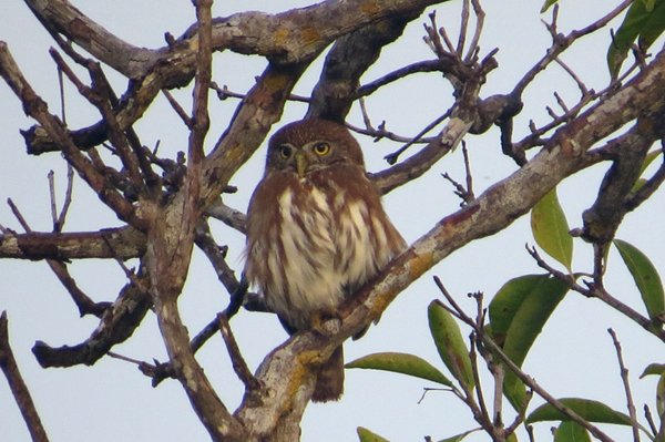 Ferruginous Pygmy Owl