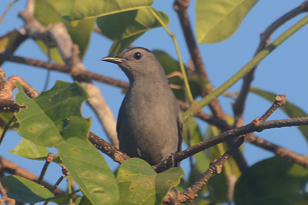 Gray Catbird