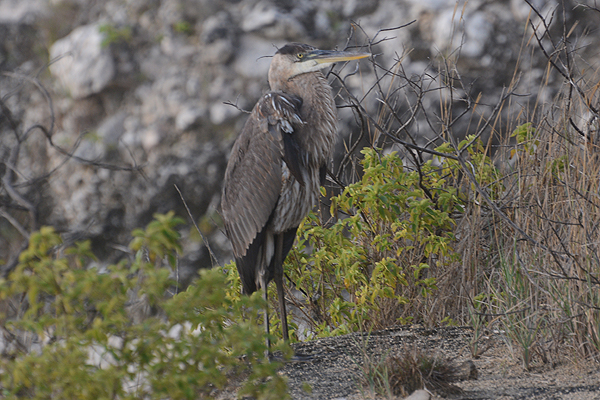 Great Blue Heron