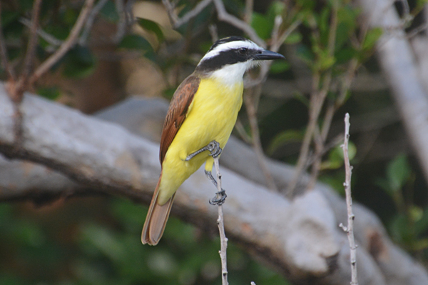 Great Kiskadee