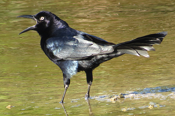 Great-tailed Grackle