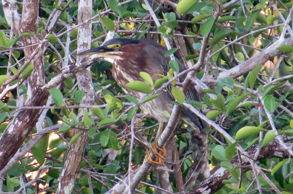 Green Heron