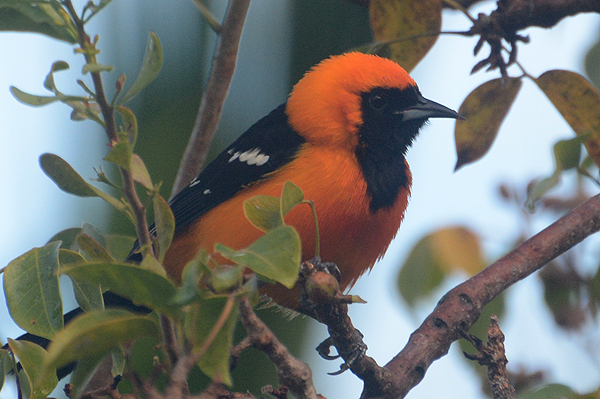 Hooded Oriole