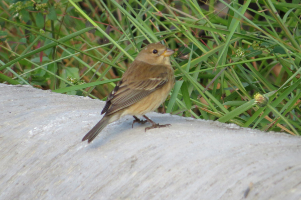 Indigo Bunting 