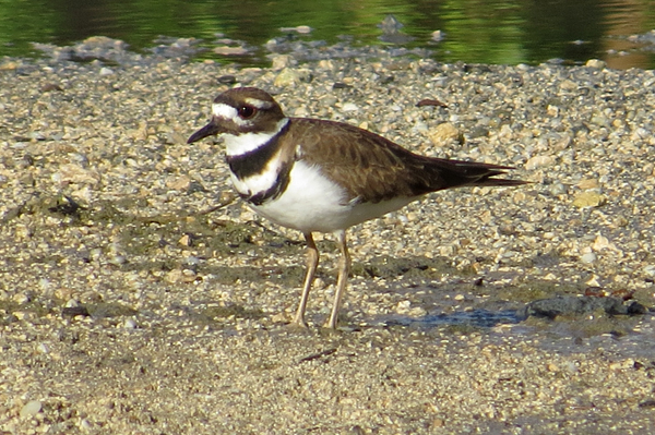 Killdeer