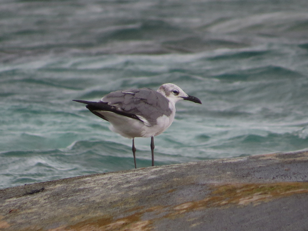 Laughing Gull