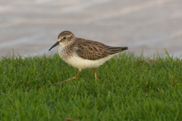 Least Sandpiper