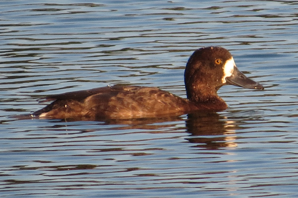 Lesser Scaup