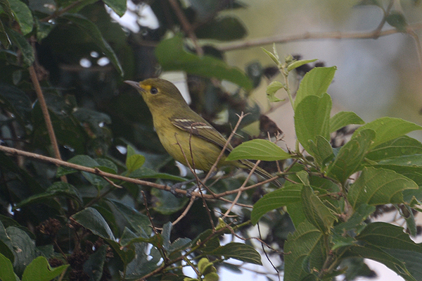 Mangrove Vireo