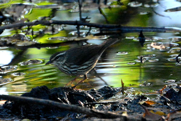 Northern Waterthrush