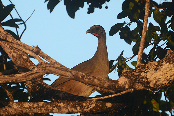 Plain Chachalaca