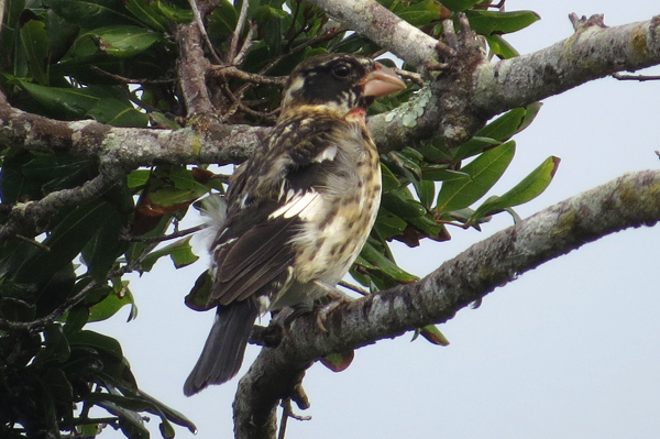 Rose-breasted Grosbeak 