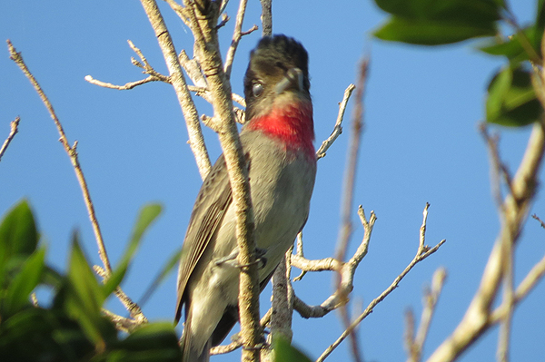 Rose-throated Becard