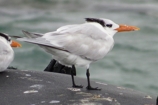 Royal Tern