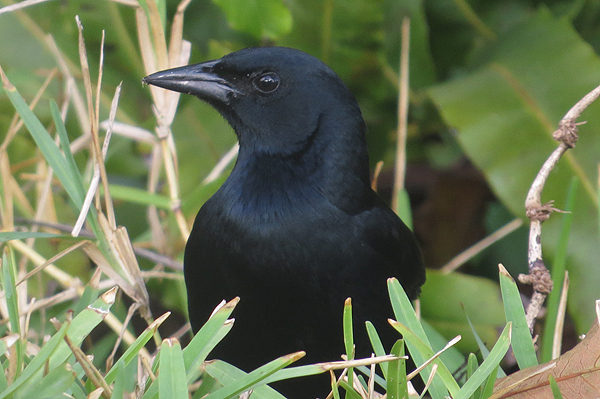 Singing Blackbird