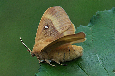 Oak Eggar