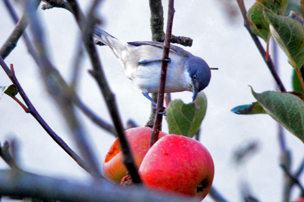 Orphean Warbler