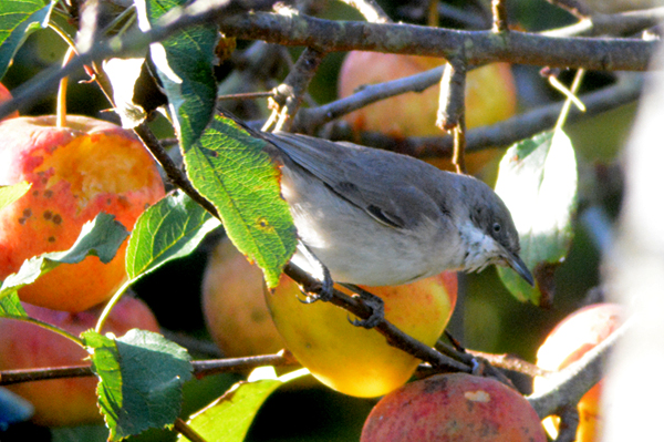 Orphean Warbler