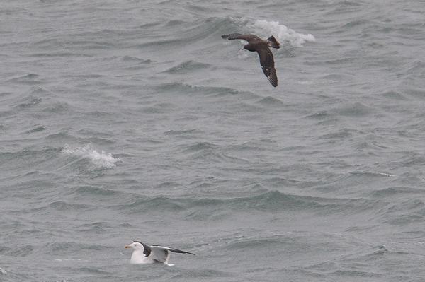 Pomarine Skua 