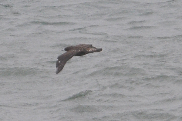 Pomarine Skua 