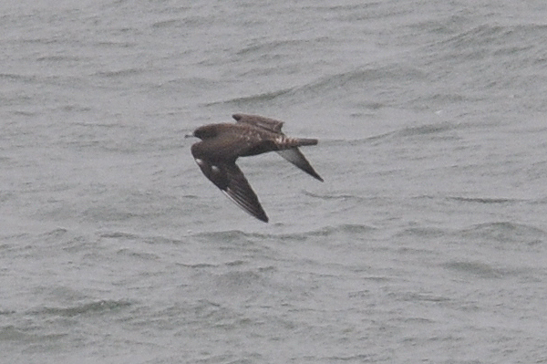 Pomarine Skua 