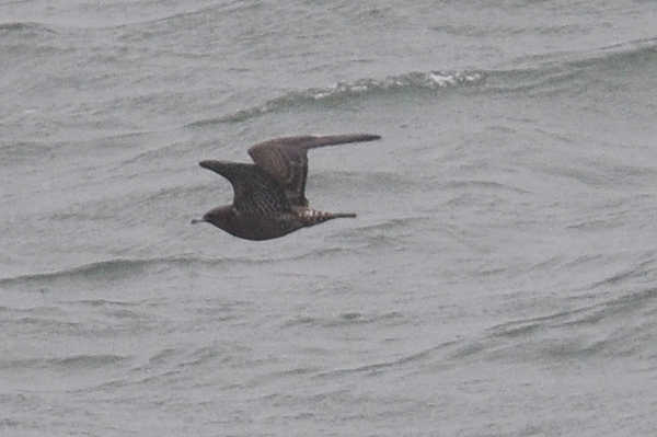 Pomarine Skua 