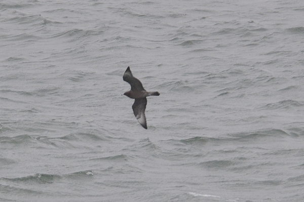 Pomarine Skua 