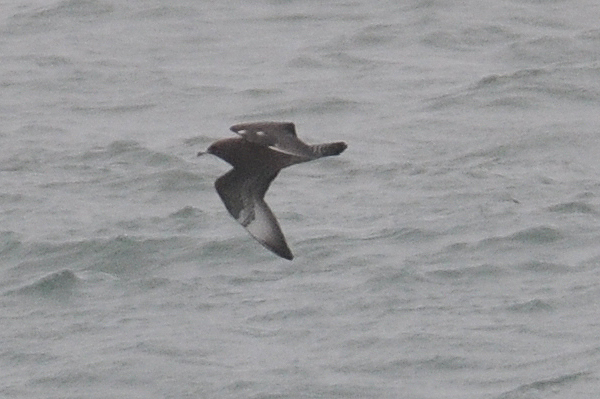 Pomarine Skua 