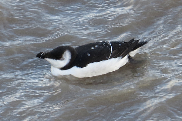 Razorbill