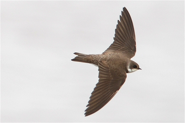 Sand Martin