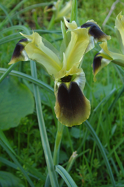 Snake's Head Iris